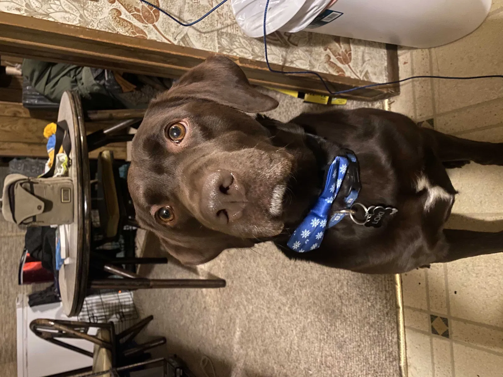 Lost dog in Wright City, MO, 63390