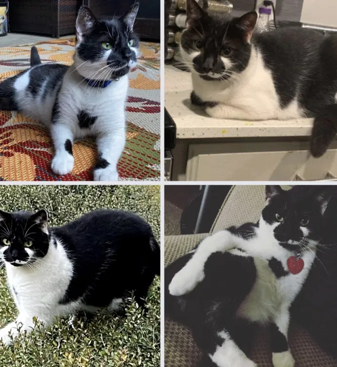 Lost cat in Austin, TX, 78729