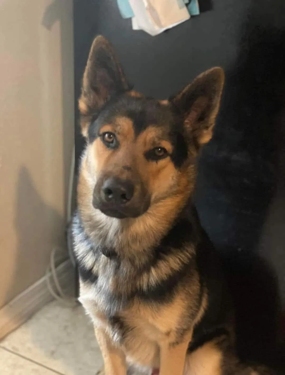 Lost dog in Pensacola, FL, 32506