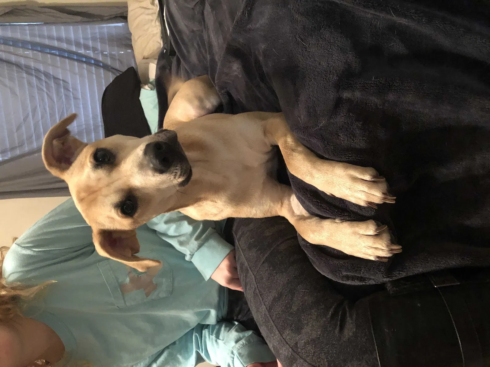 Lost dog in Anna, TX, 75409