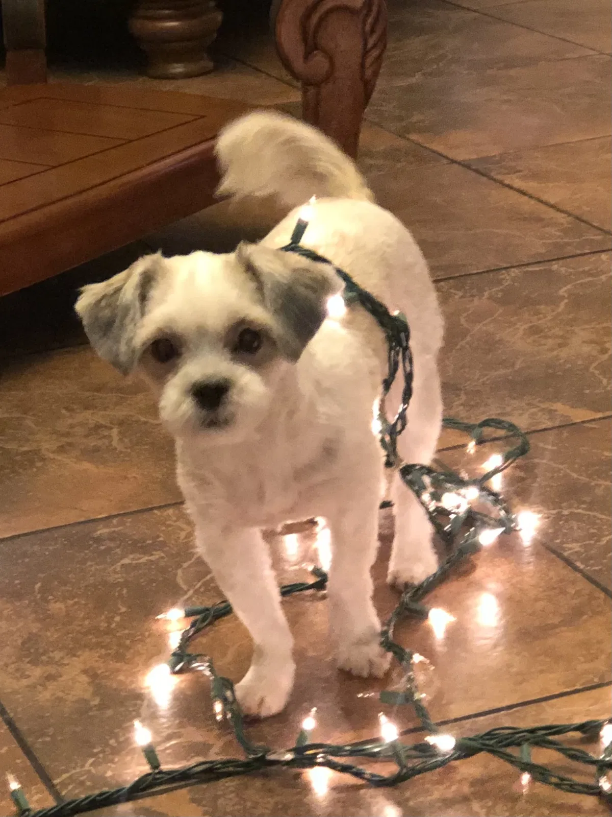 Lost dog in Dallas, TX, 75228