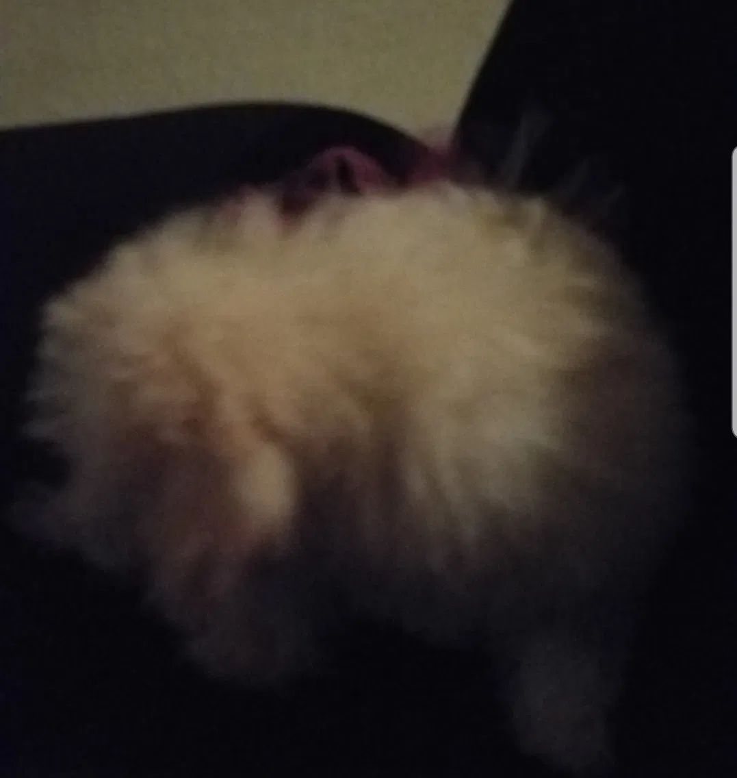 Lost dog in Fresno, CA, 93702