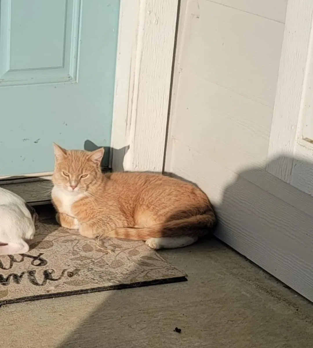Lost cat in Baytown, TX, 77523