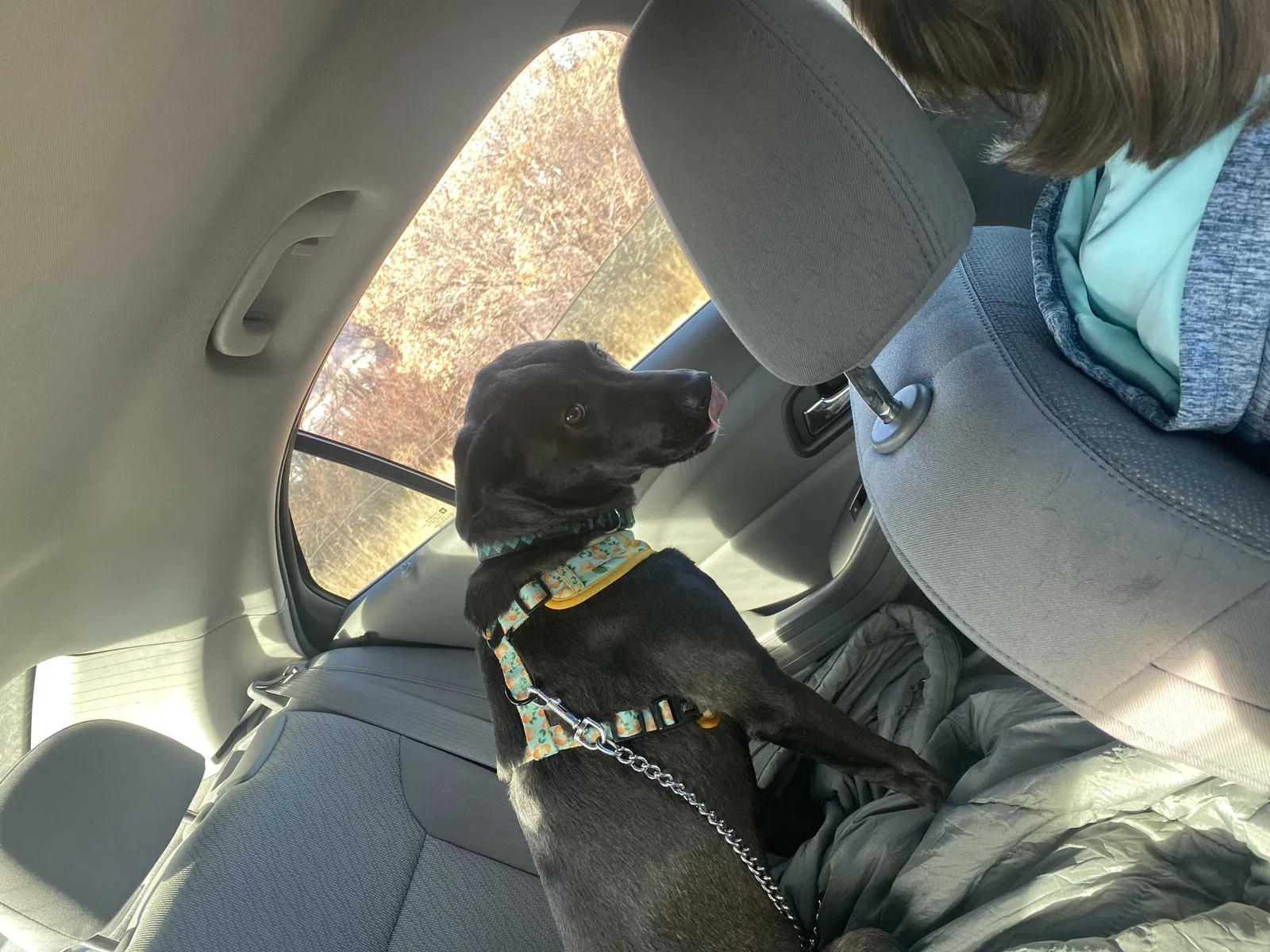 Lost dog in Colorado Springs, CO, 80906