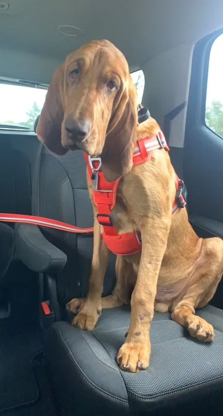 Lost dog in Dallas, NC, 28034