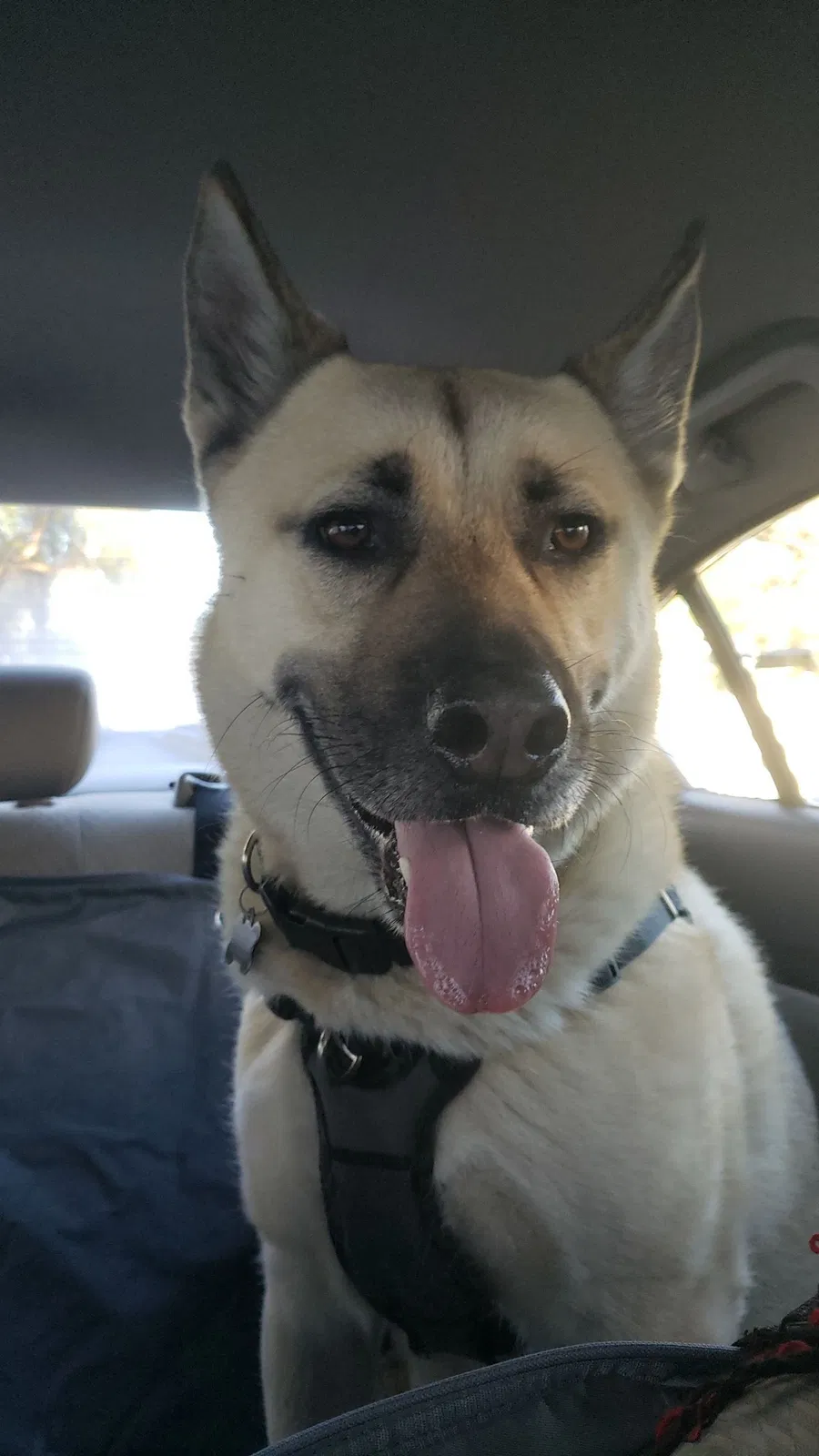 Lost dog in Sylmar, CA, 91342