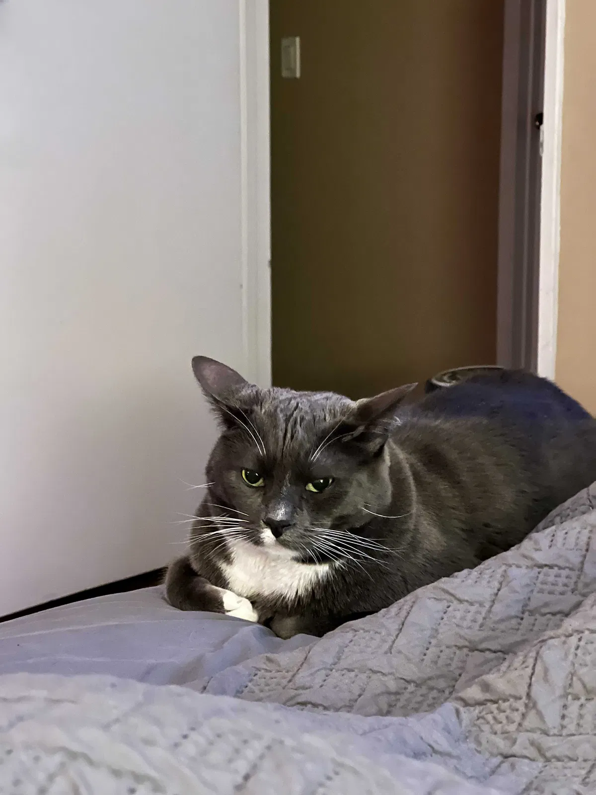 Lost cat in North Hills, CA, 91343
