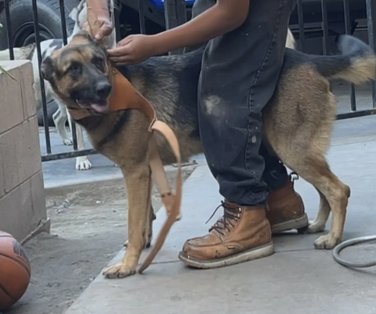 Lost dog in Los Angeles, CA, 90002