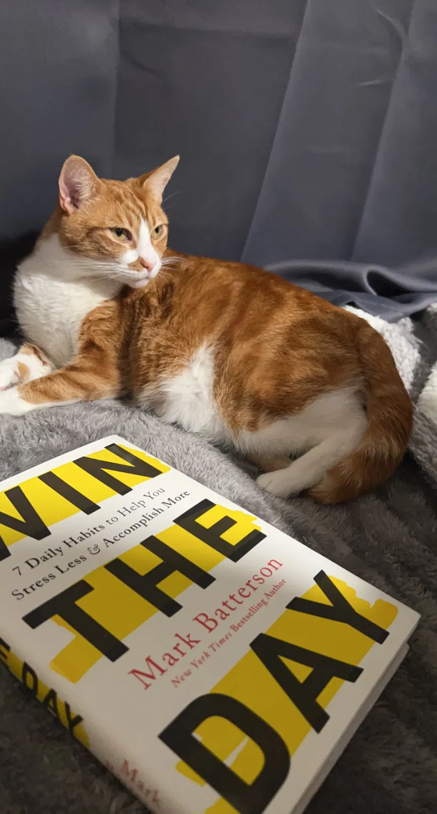 Lost cat in Hawthorne, CA, 90250