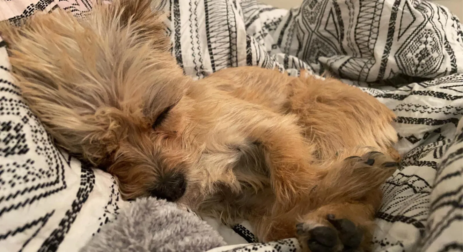 Lost dog in Chandler, AZ, 85225