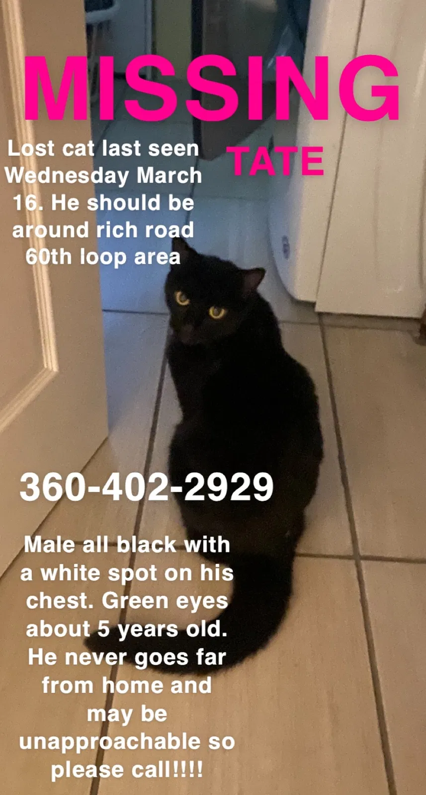 Lost cat in Olympia, WA, 98501