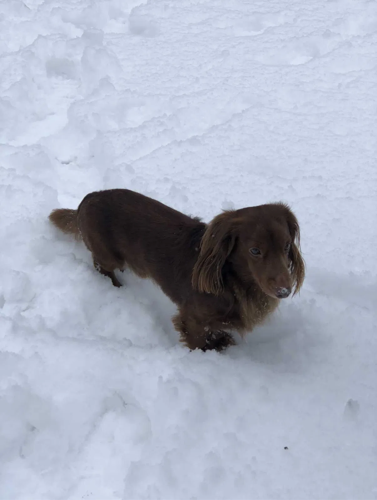Lost dog in Antioch, TN, 37013