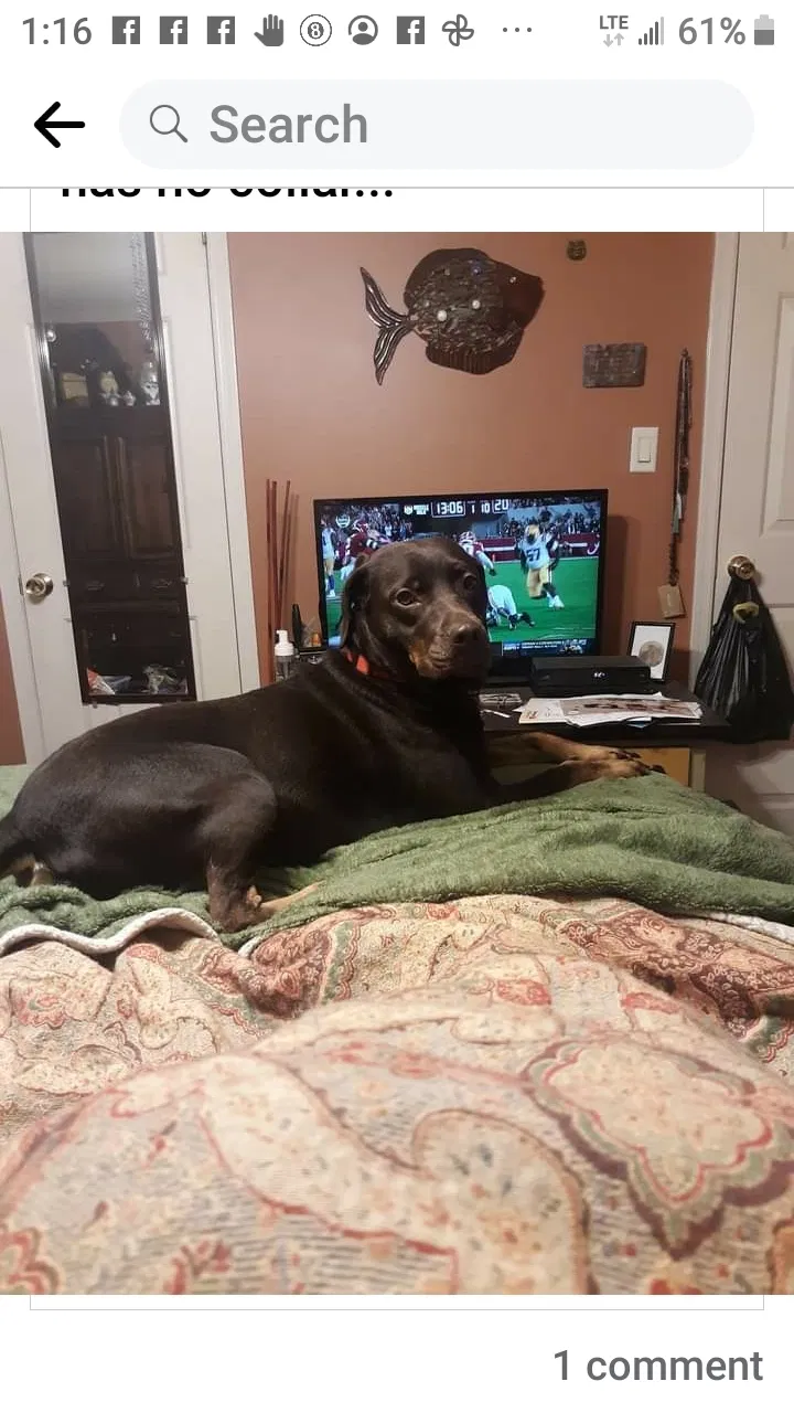 Lost dog in Taylorsville, NC, 28681