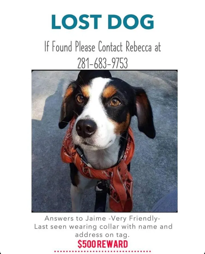 Lost dog in Houston, TX, 77034