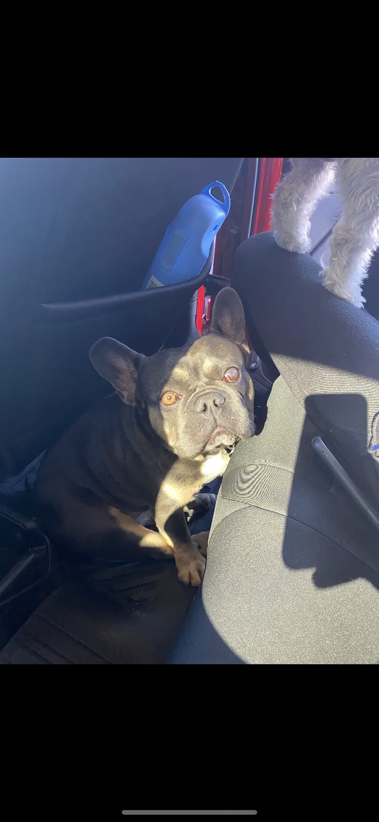 Lost dog in South Gate, CA, 90280