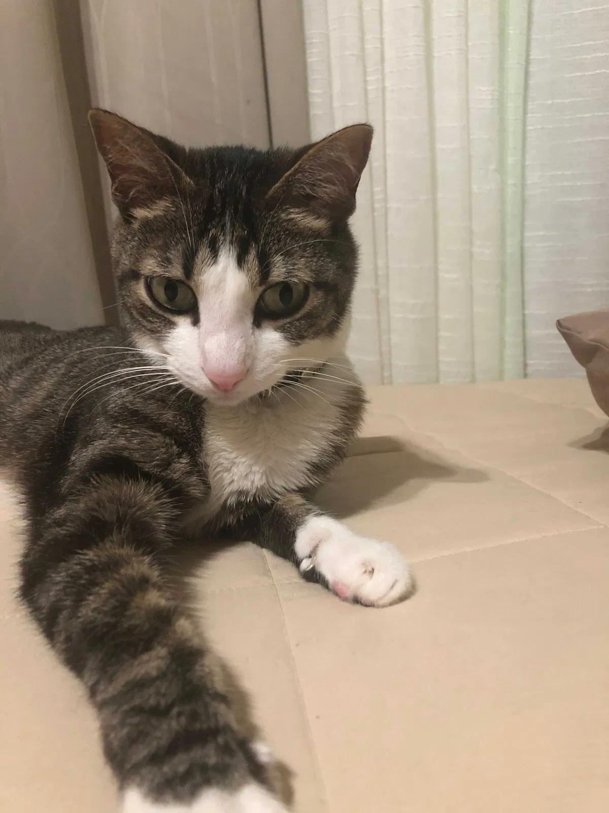 Lost cat in Dallas, TX, 75235