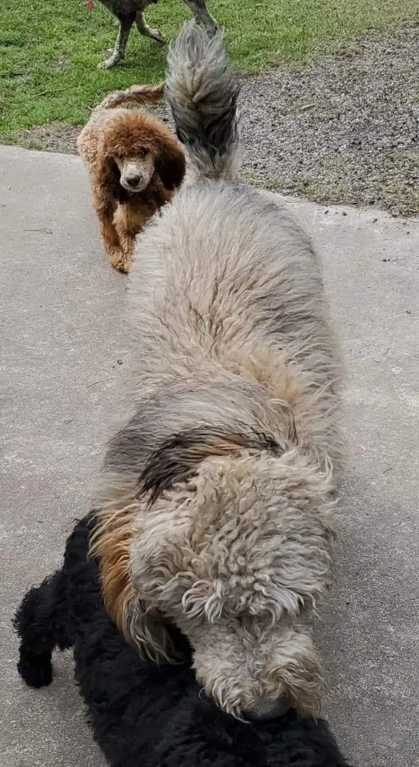 Lost dog in Cottageville, SC, 29435