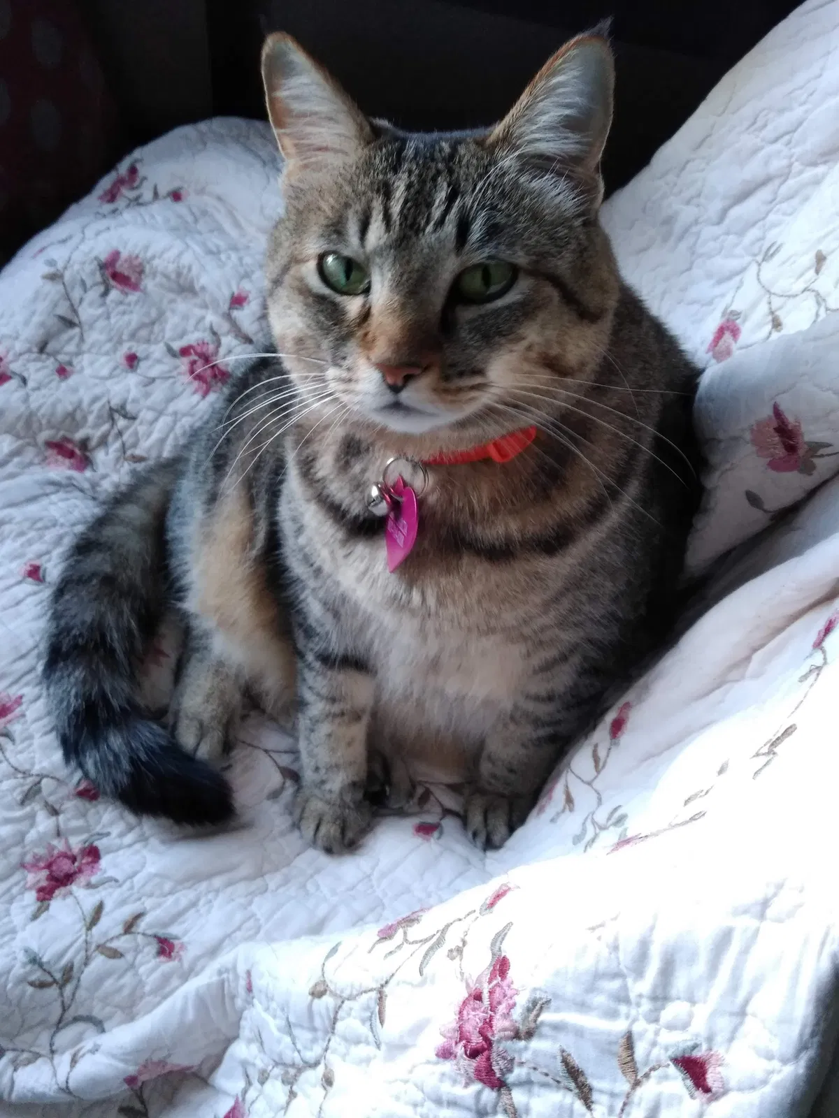 Lost cat in Denton, TX, 76209