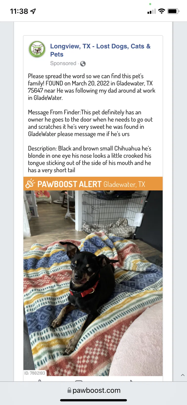 Found dog in Gladewater, TX, 75647