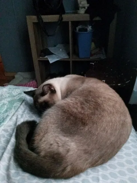 Lost cat in Denison, TX, 75021