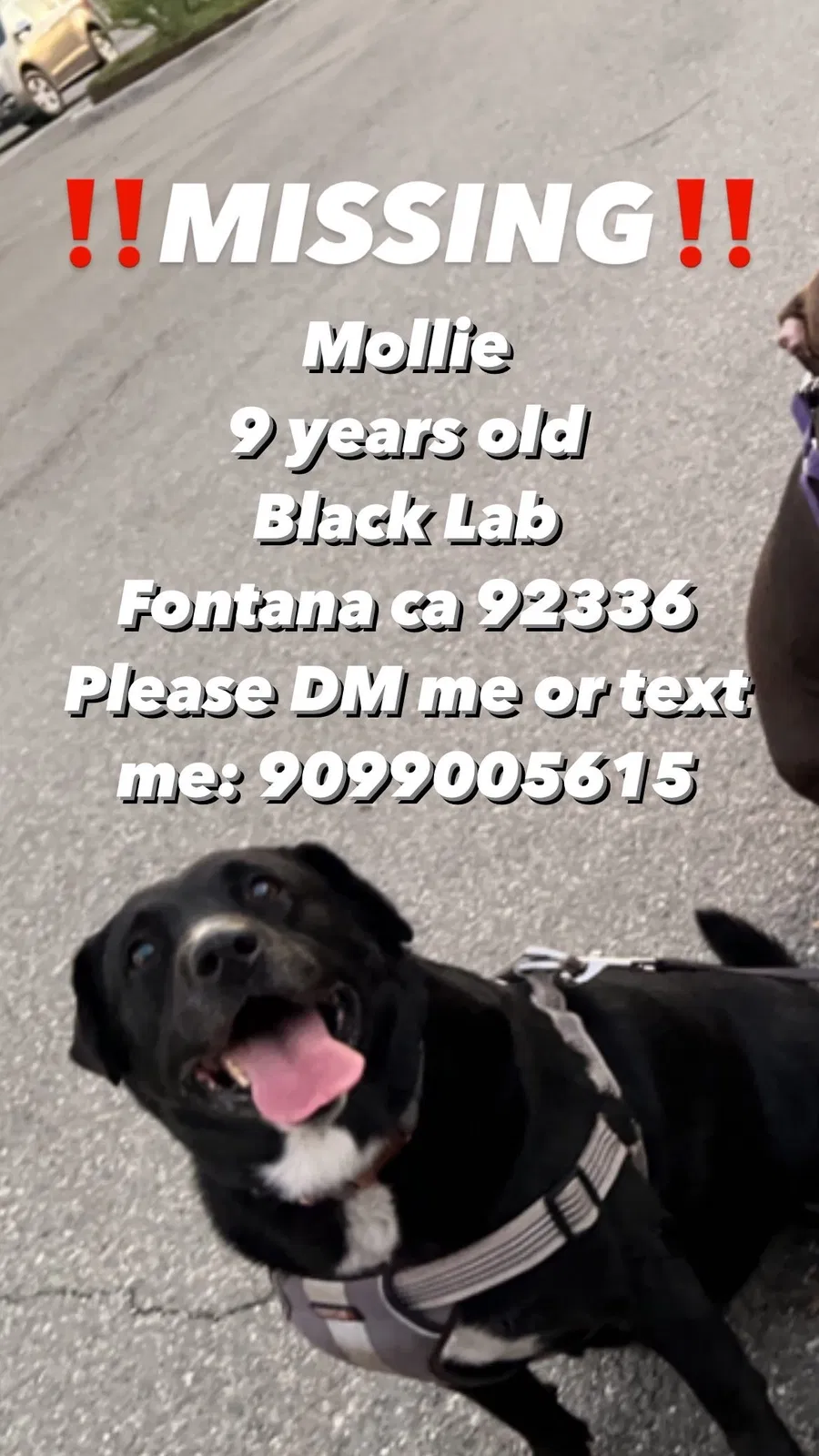 Lost dog in Fontana, CA, 92336