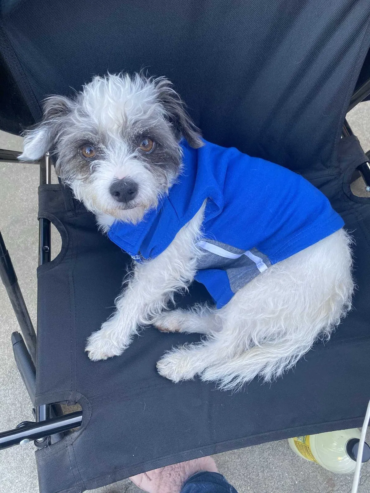 Lost dog in Stockton, CA, 95210