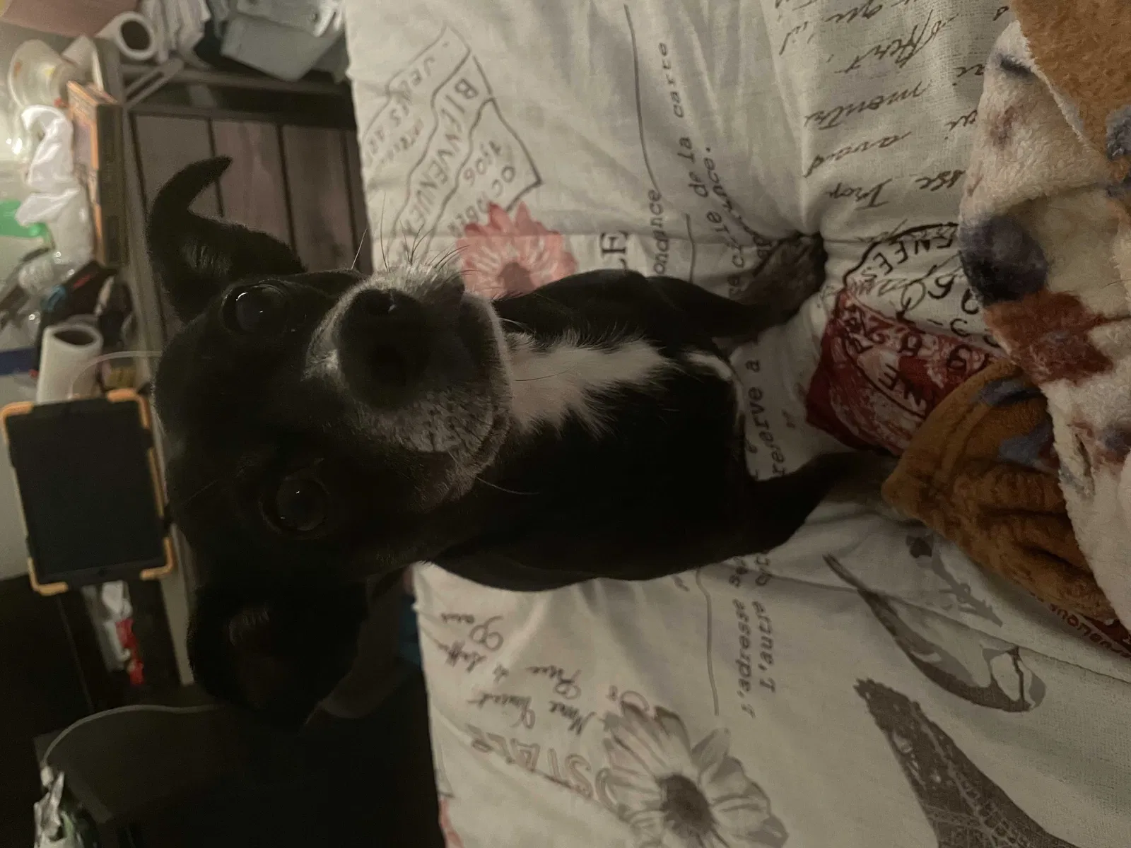 Lost dog in Jacksonville, FL, 32210