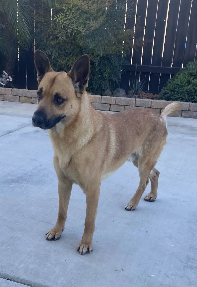 Found dog in Bakersfield, CA, 93312
