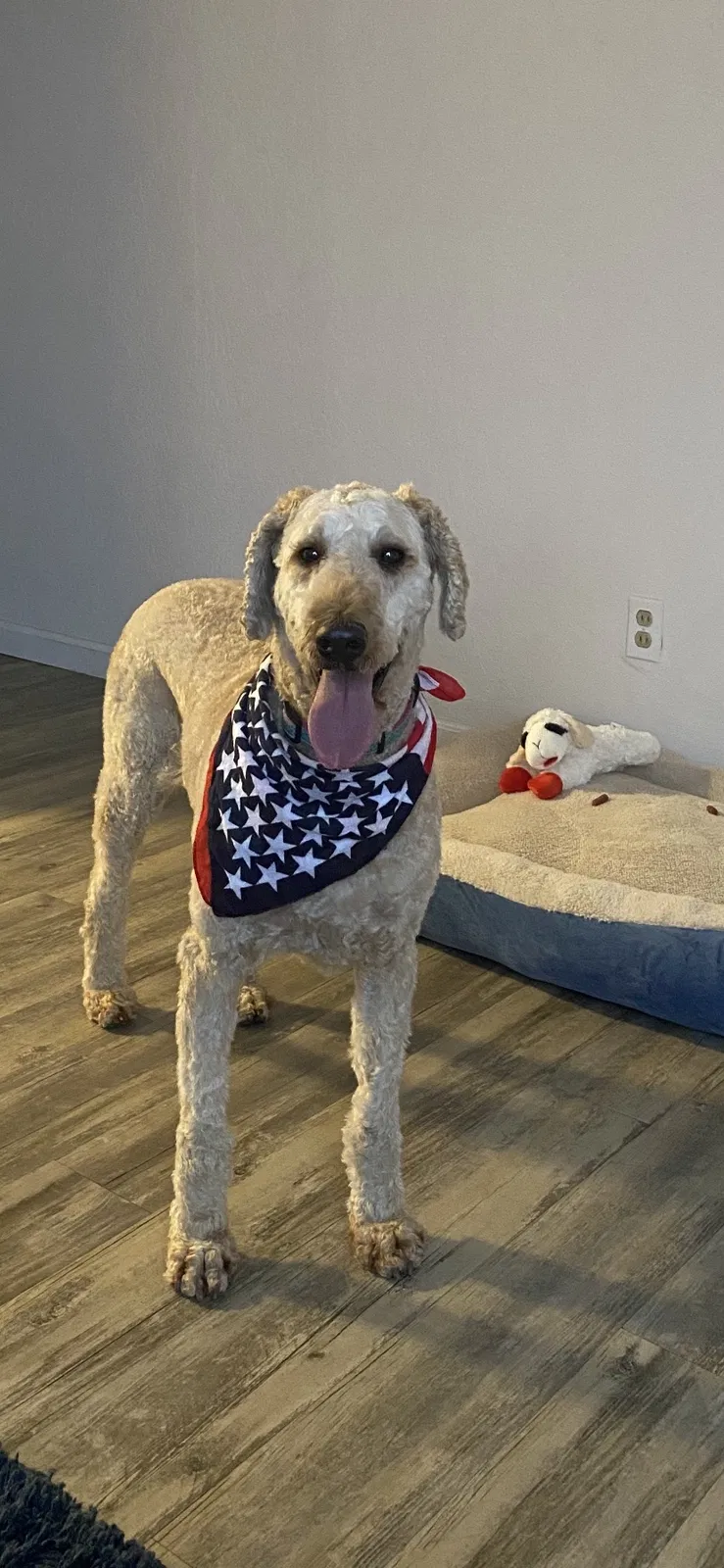 Lost dog in Yuba City, CA, 95991
