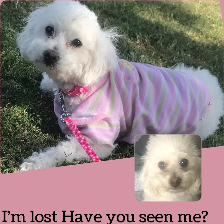Lost dog in Rowland Heights, CA, 91748