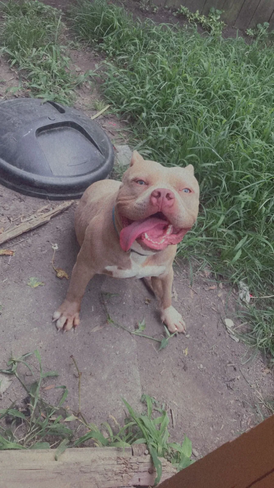 Lost dog in Newport News, VA, 23607