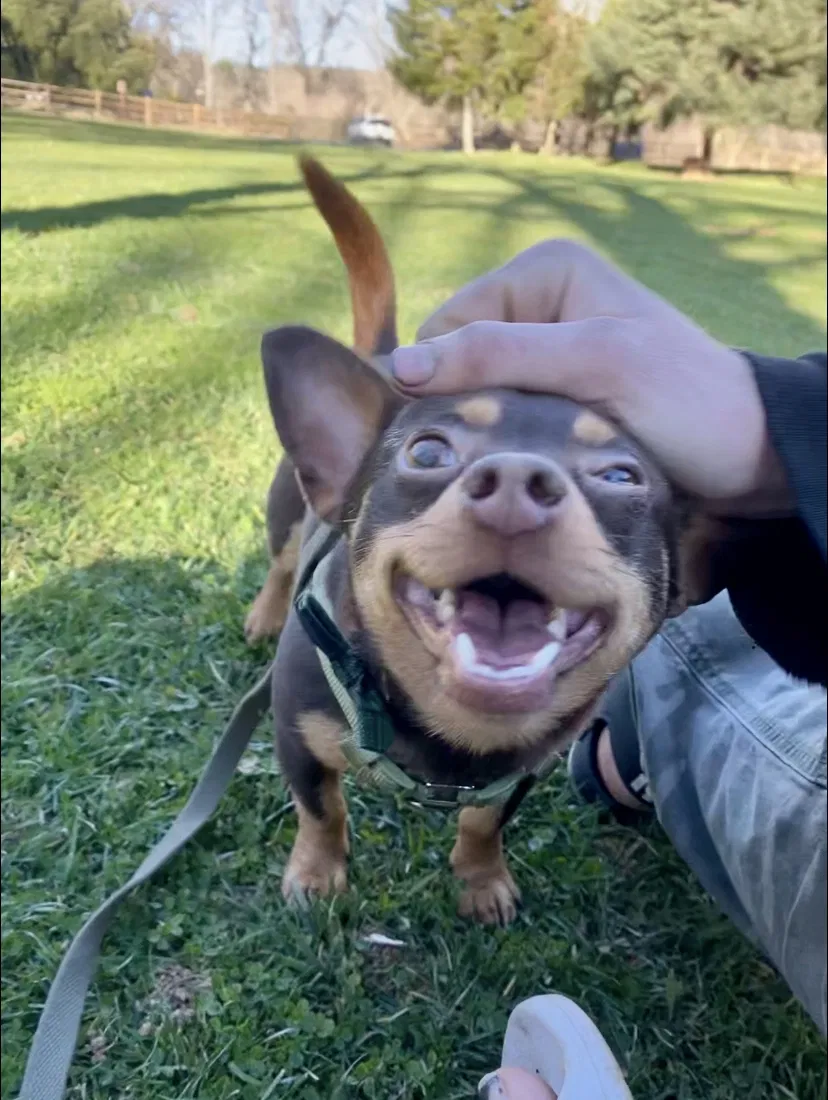 Lost dog in Foresthill, CA, 95631