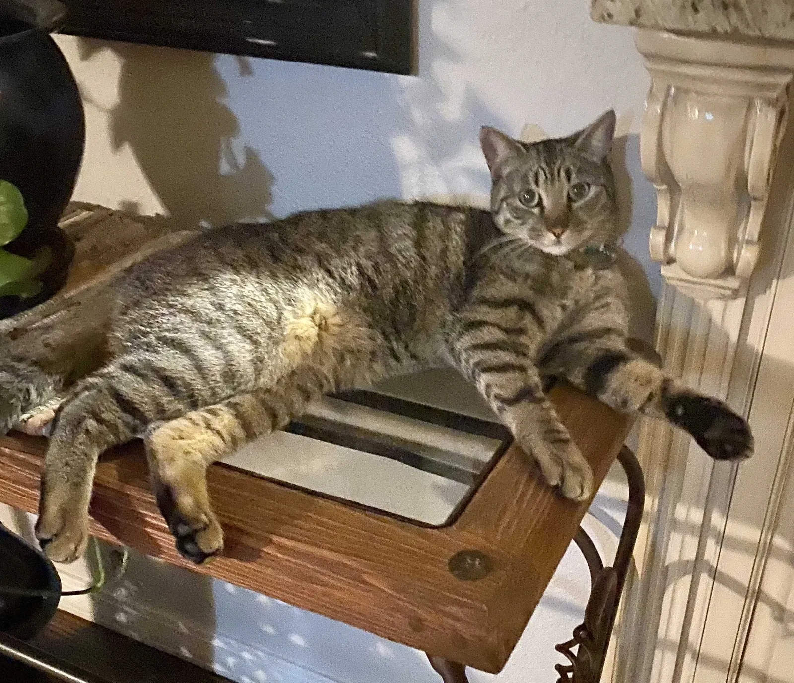 Lost cat in El Paso, TX, 79912