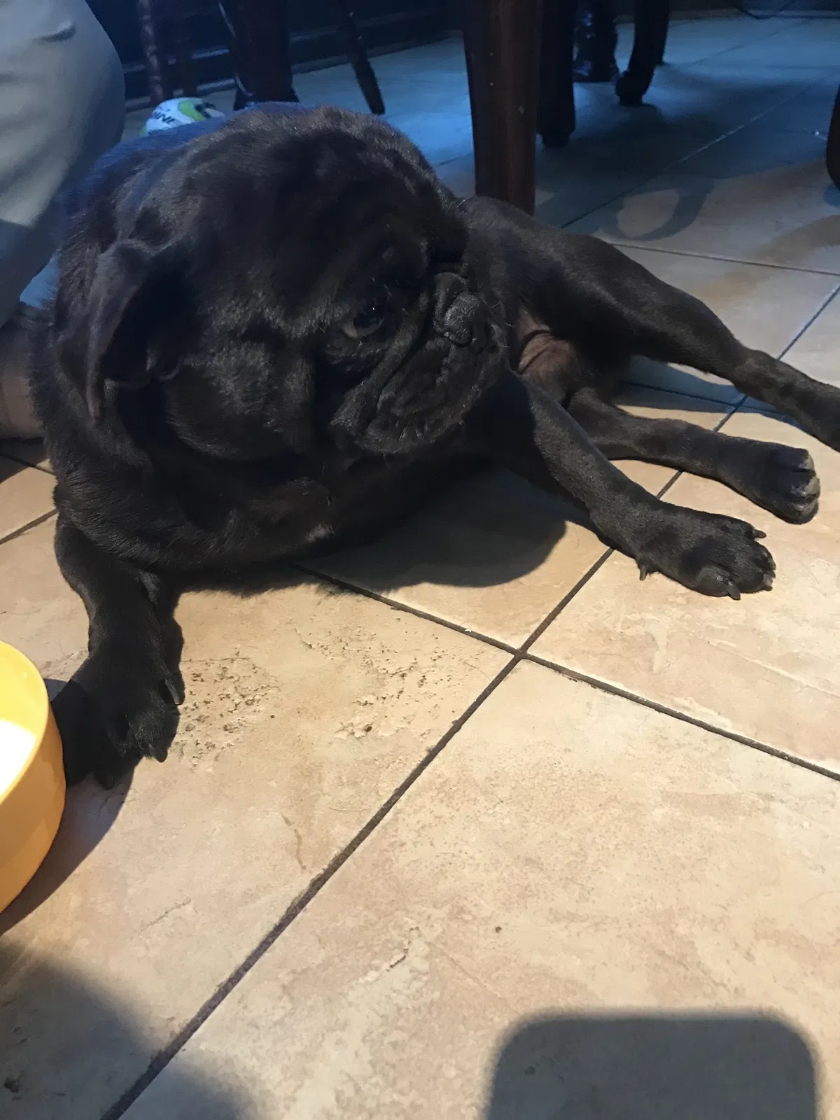 Lost dog in Fort Worth, TX, 76112