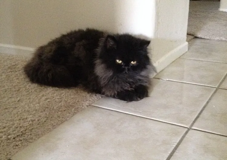Lost cat in Indio, CA, 92201