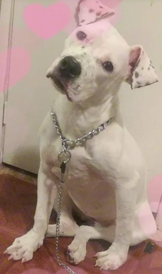 Lost dog in Bronx, NY, 10457