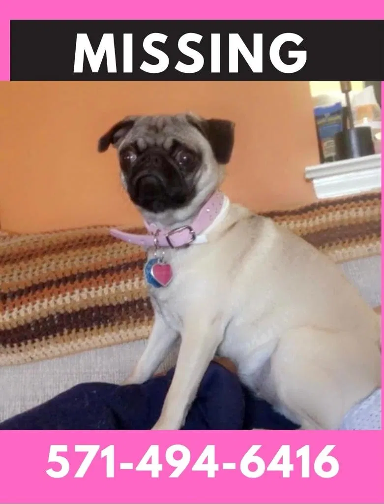 Lost dog in Dumfries, VA, 22026