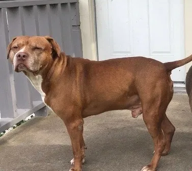 Lost dog in Houston, TX, 77017