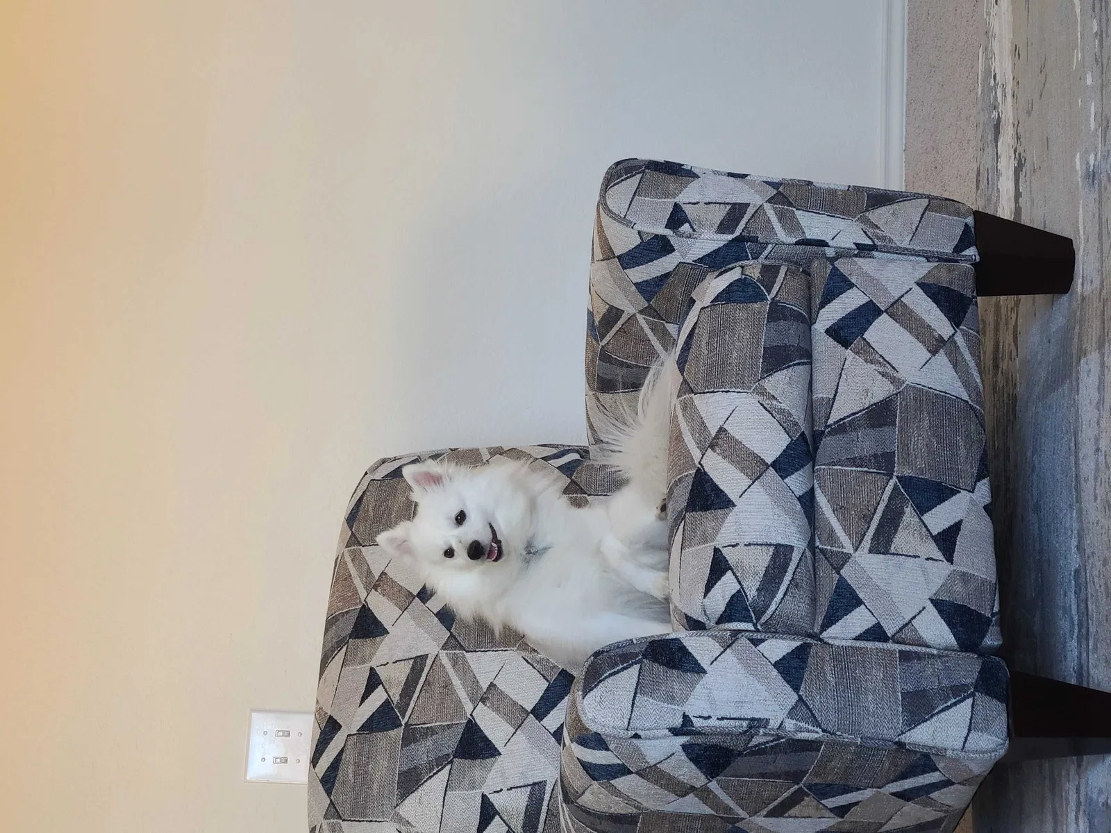 Lost dog in San Antonio, TX, 78245