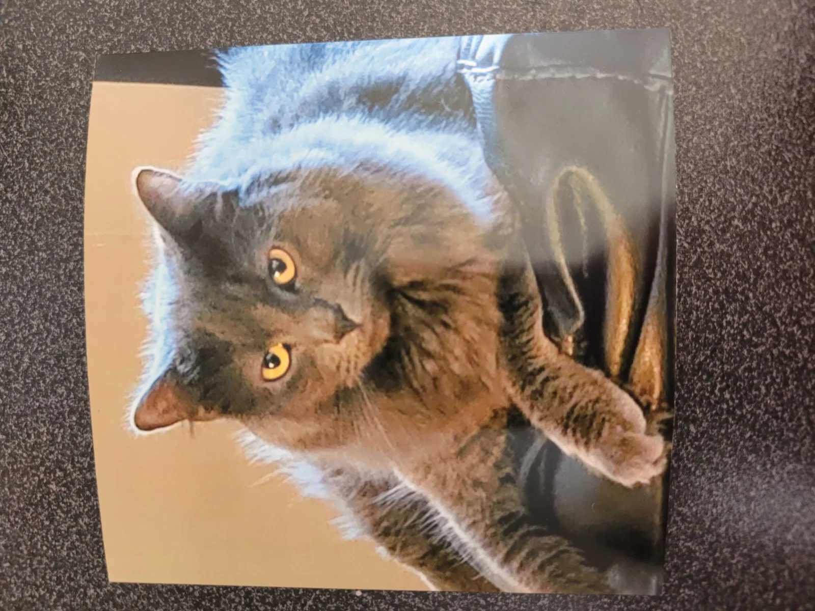 Lost cat in Pittsburgh, PA, 15202