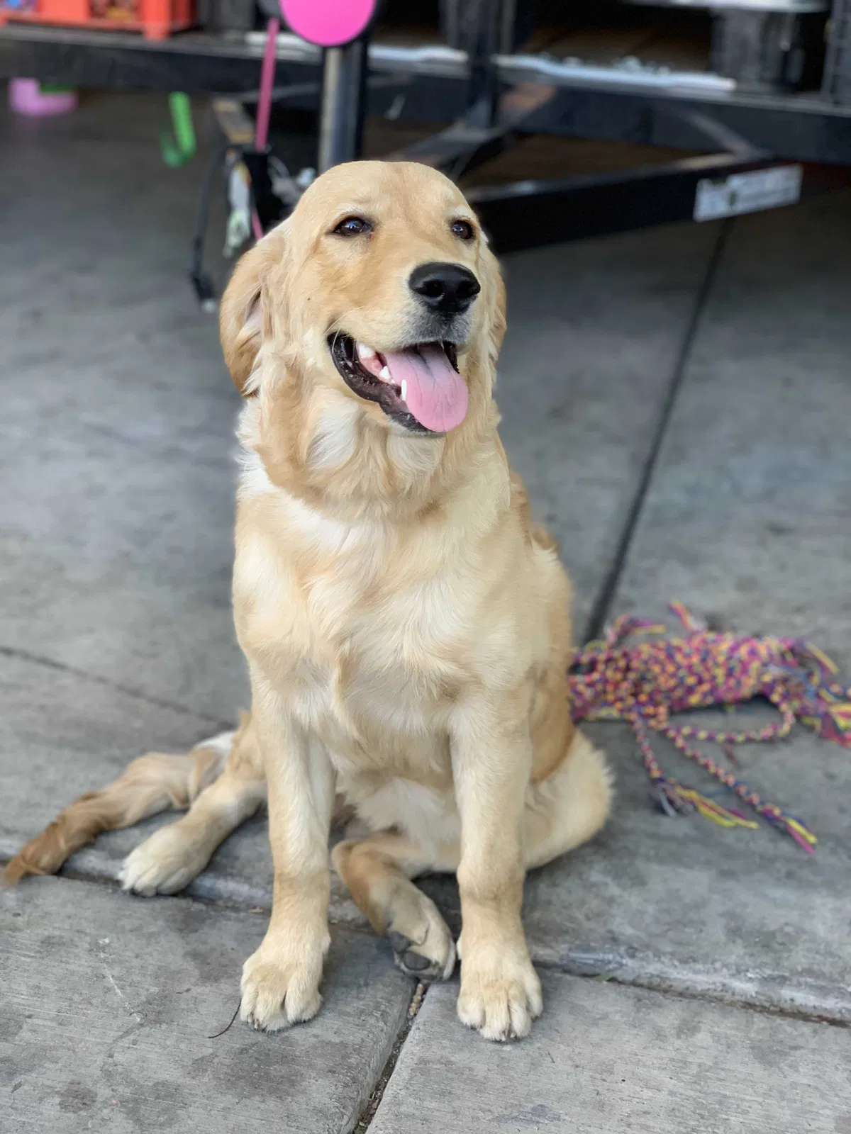 Lost dog in Las Vegas, NV, 89110