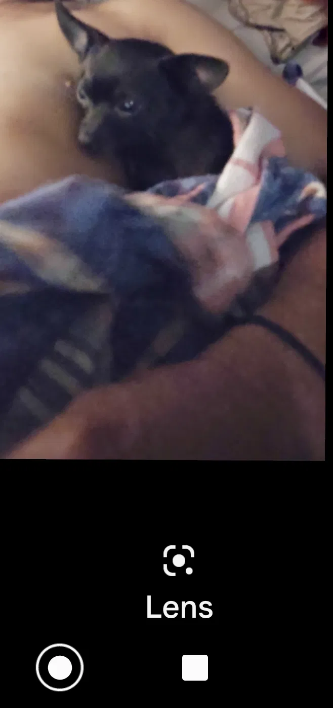 Lost dog in Fresno, CA, 93702