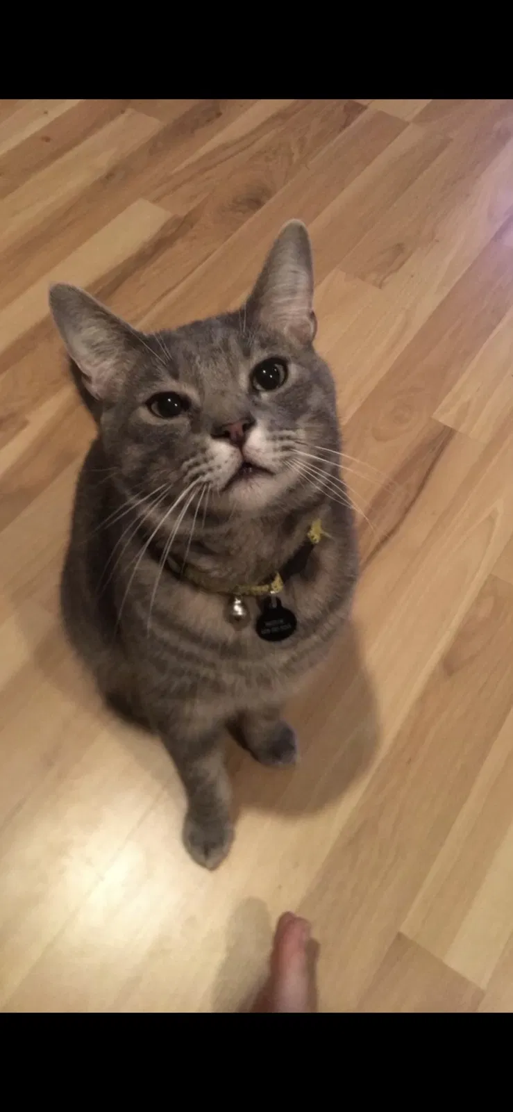 Lost cat in Acworth, GA, 30101