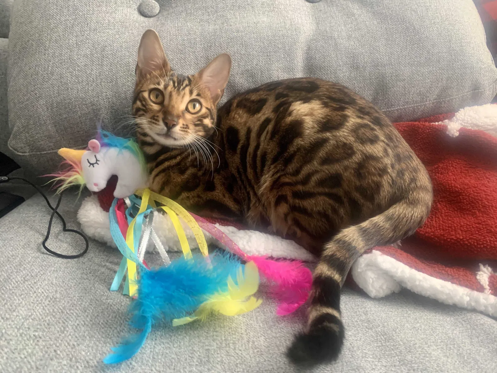 Lost cat in Smyrna, GA, 30082