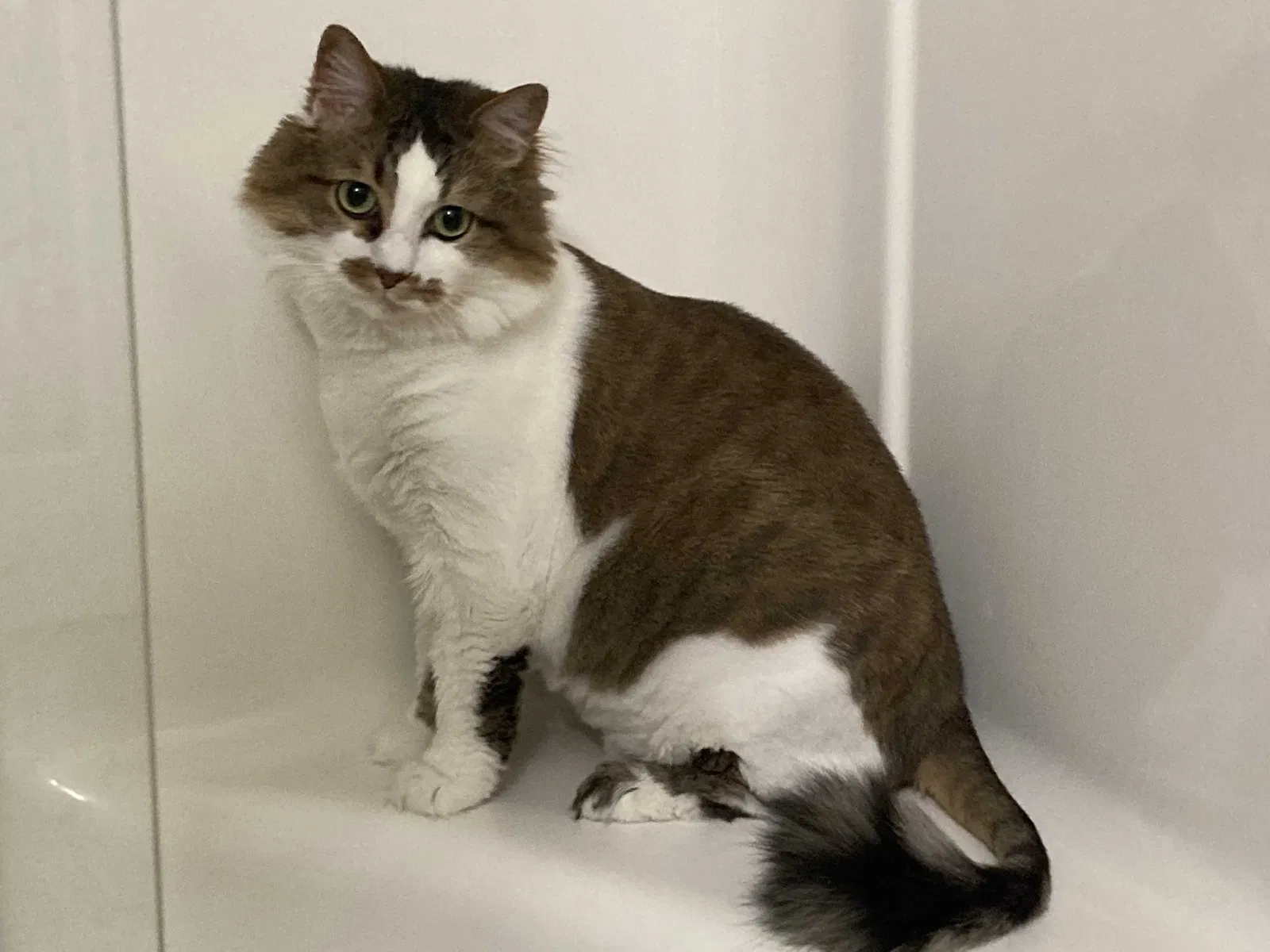 Lost cat in Kansas City, MO, 64157
