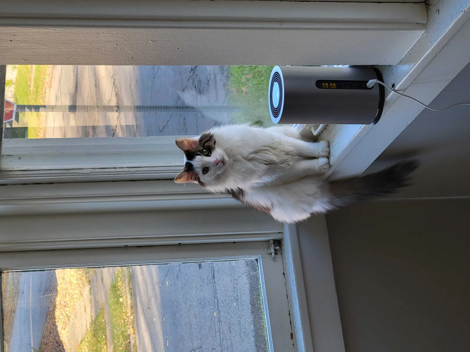 Lost cat in South Bend, IN, 46616