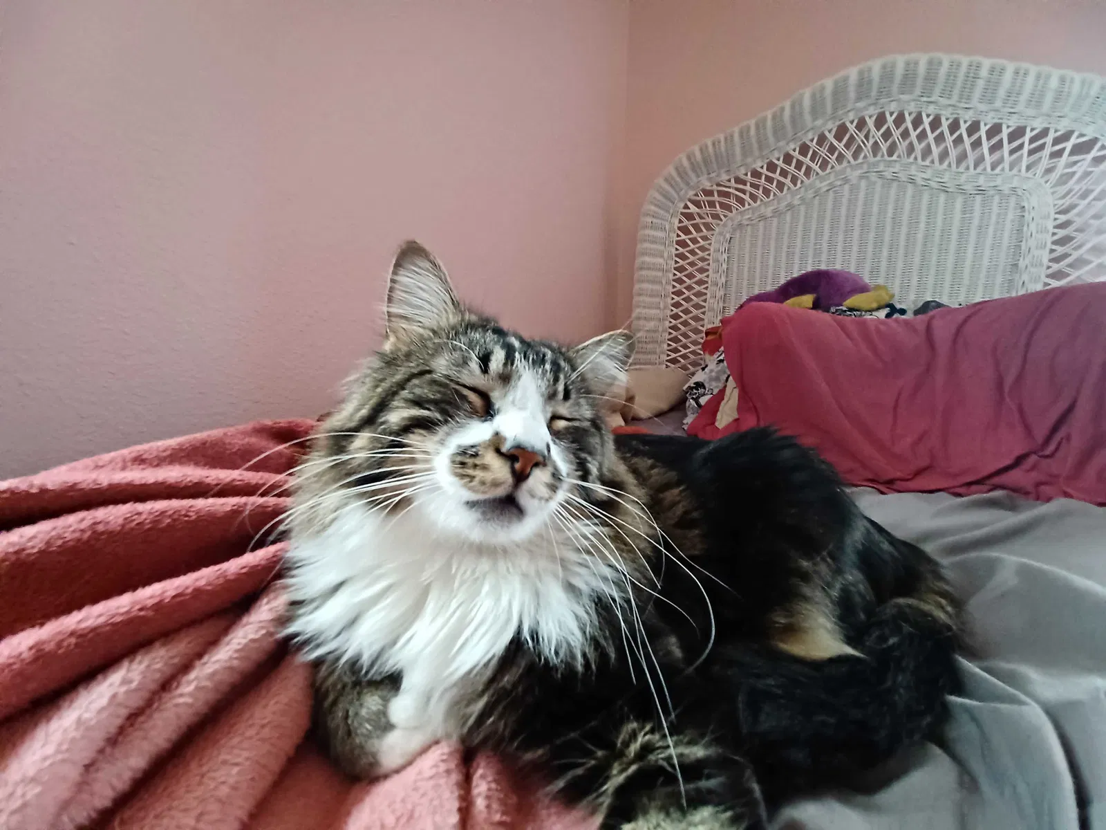 Lost cat in Muenster, TX, 76252