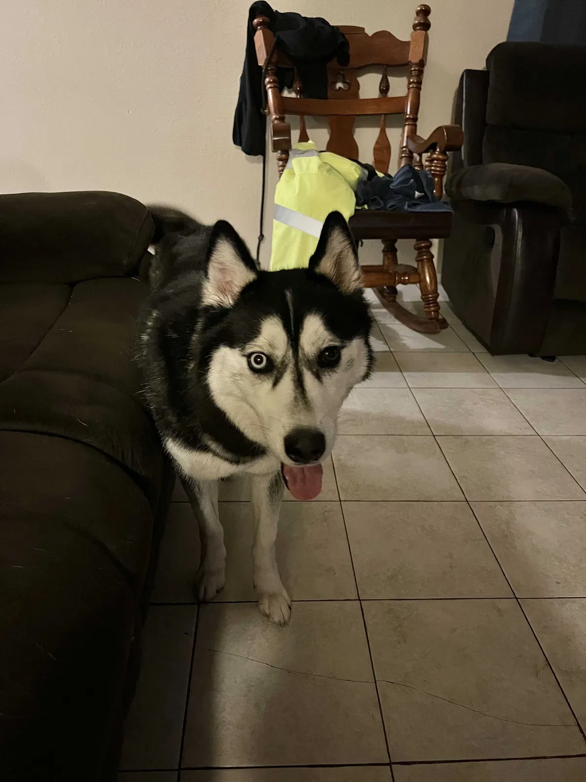 Lost dog in San Antonio, TX, 78238