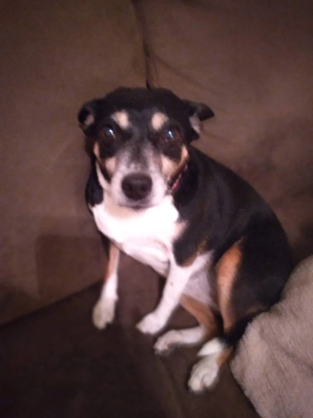 Lost dog in San Antonio, TX, 78225