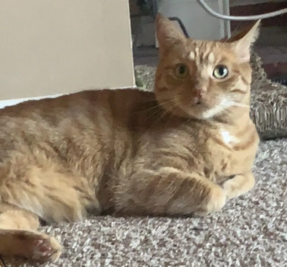 Lost cat in Lancaster, PA, 17601